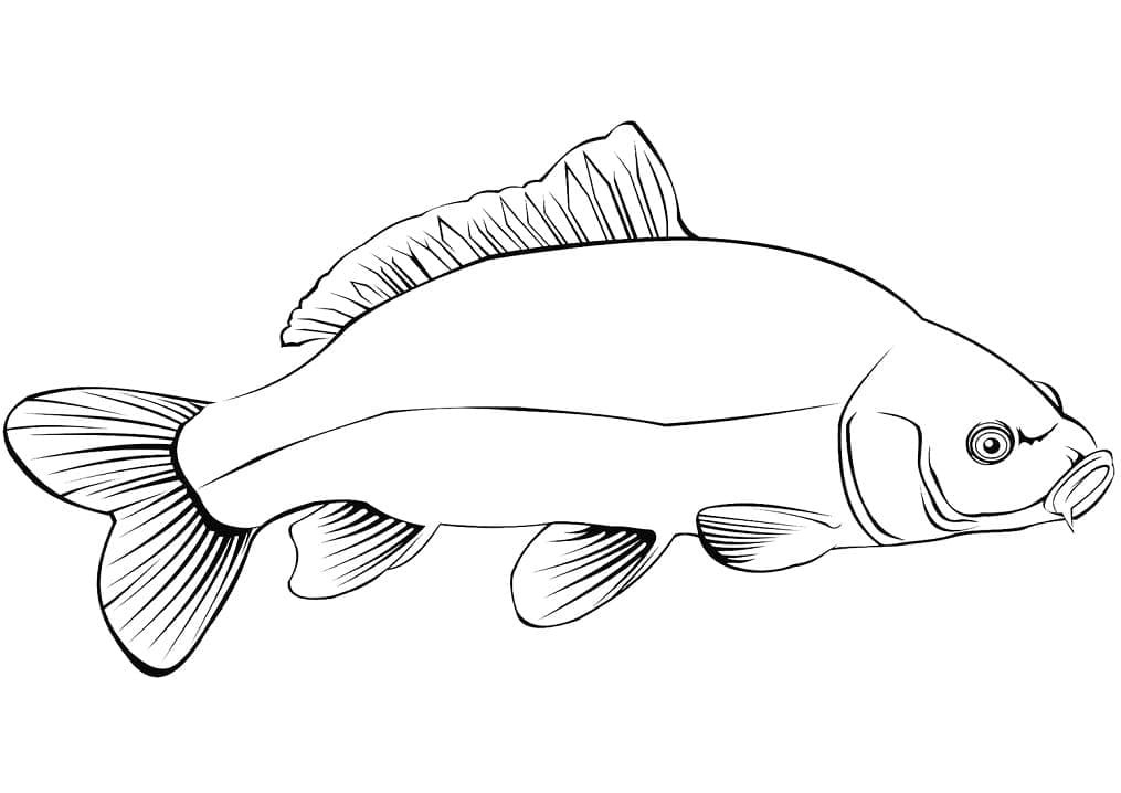 Hướng dẫn cách vẽ CON CÁ - Tô màu Con Cá - How to draw a Fish step by step  - YouTube