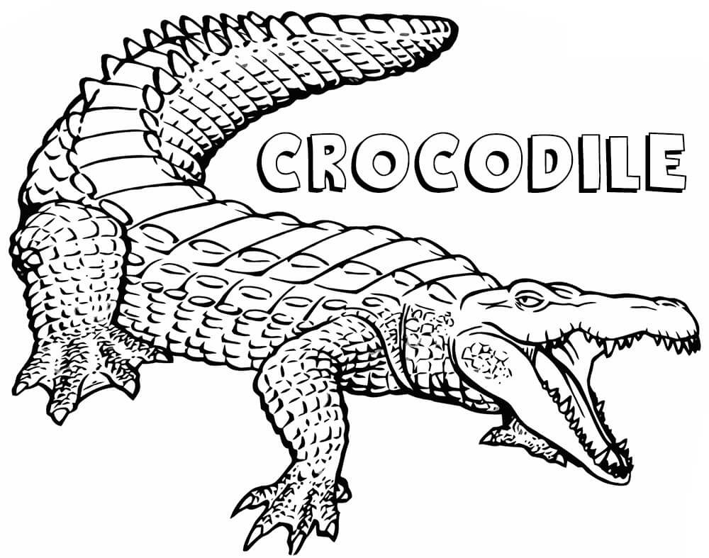 Hướng dẫn cách vẽ cá sấu đơn giản với 8 bước ai cũng thực hiện được