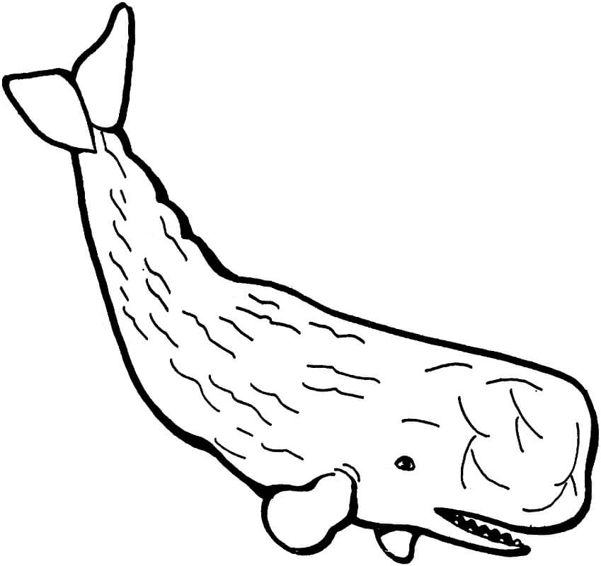 Cách vẽ hình và tô màu tranh ảnh con cá voi xanh cute đơn giản