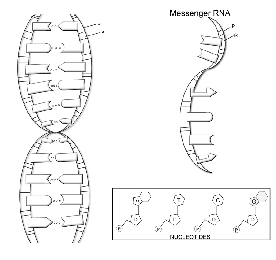 Tô màu cấu trúc dna