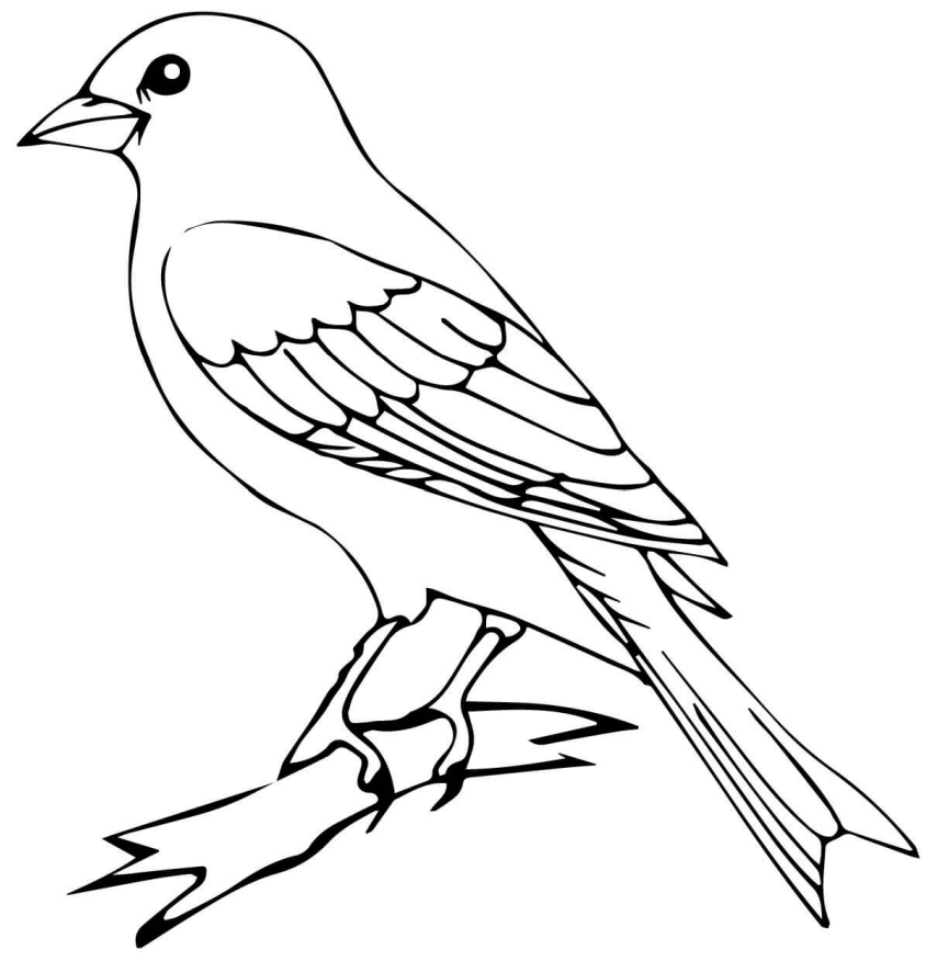 Hướng dẫn chi tiết cách vẽ con chim đơn giản với 8 bước cơ bản