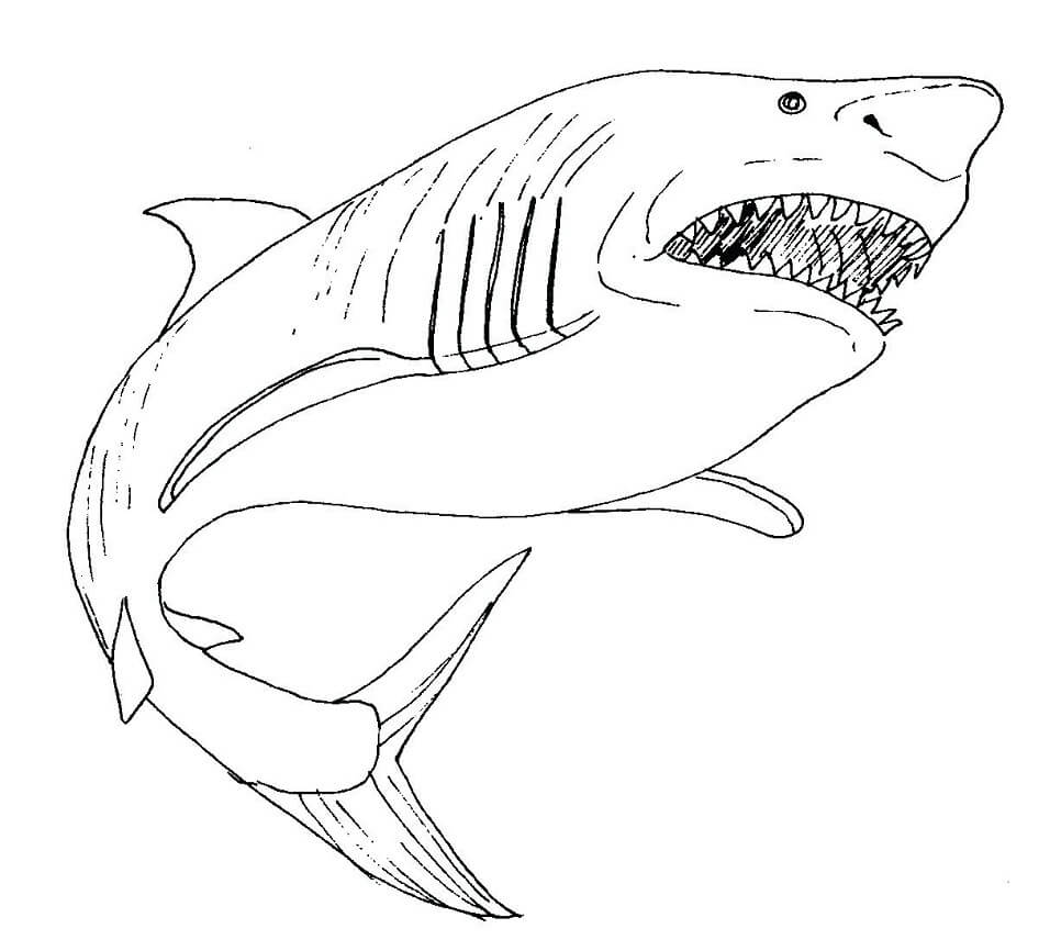 Hình tô màu cá mập - Teppi Art club
