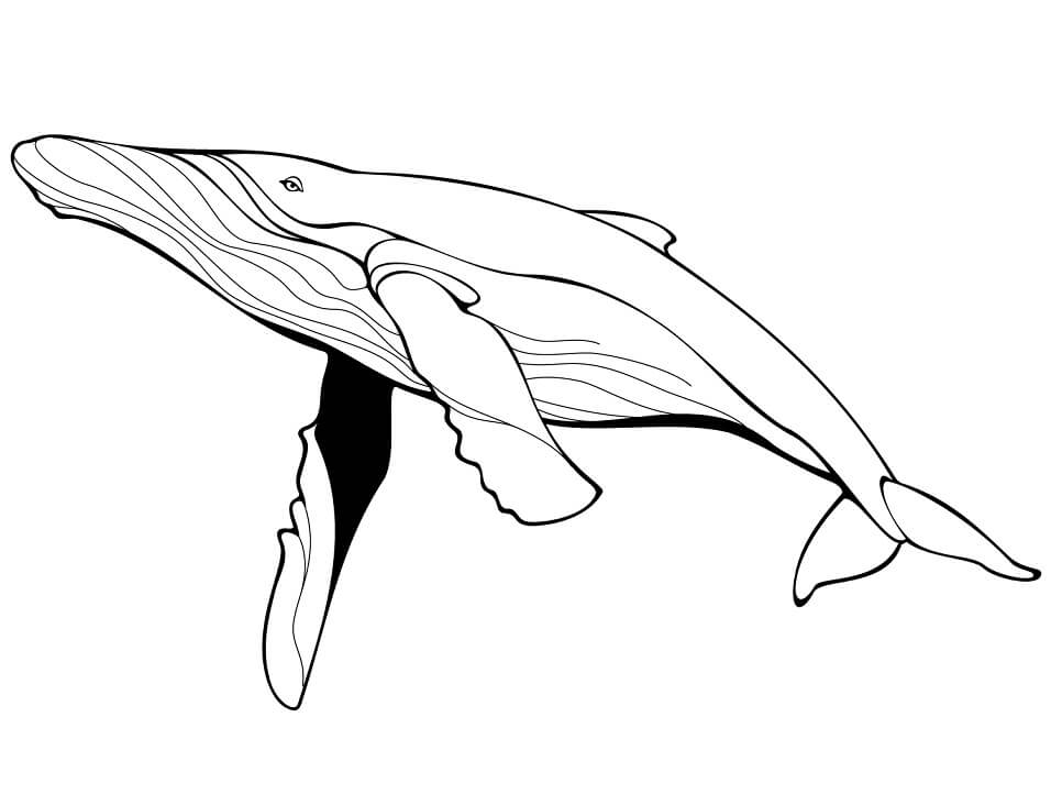 Tranh tô màu hình cá mập độc đáo