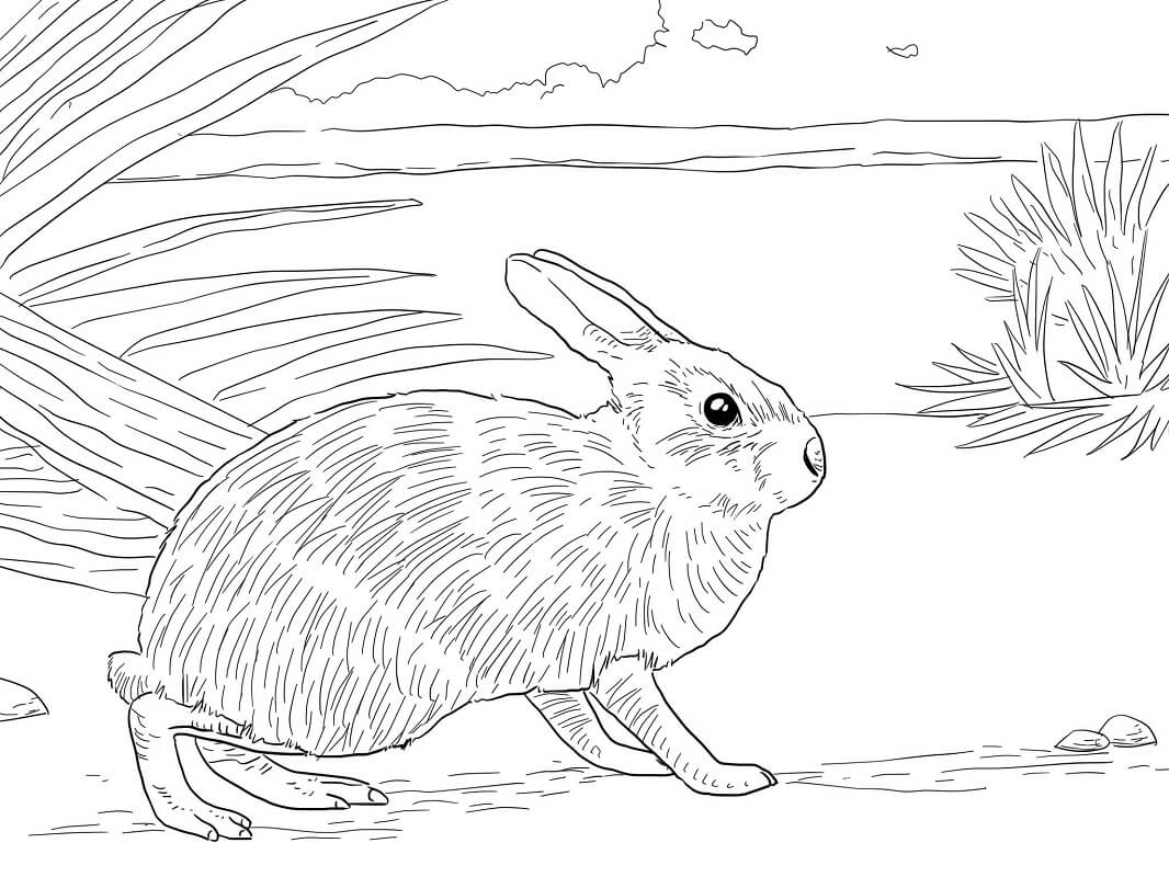 Vẽ con thỏ: Hướng dẫn 4 vẽ thỏ đơn giản, dễ thương nhất