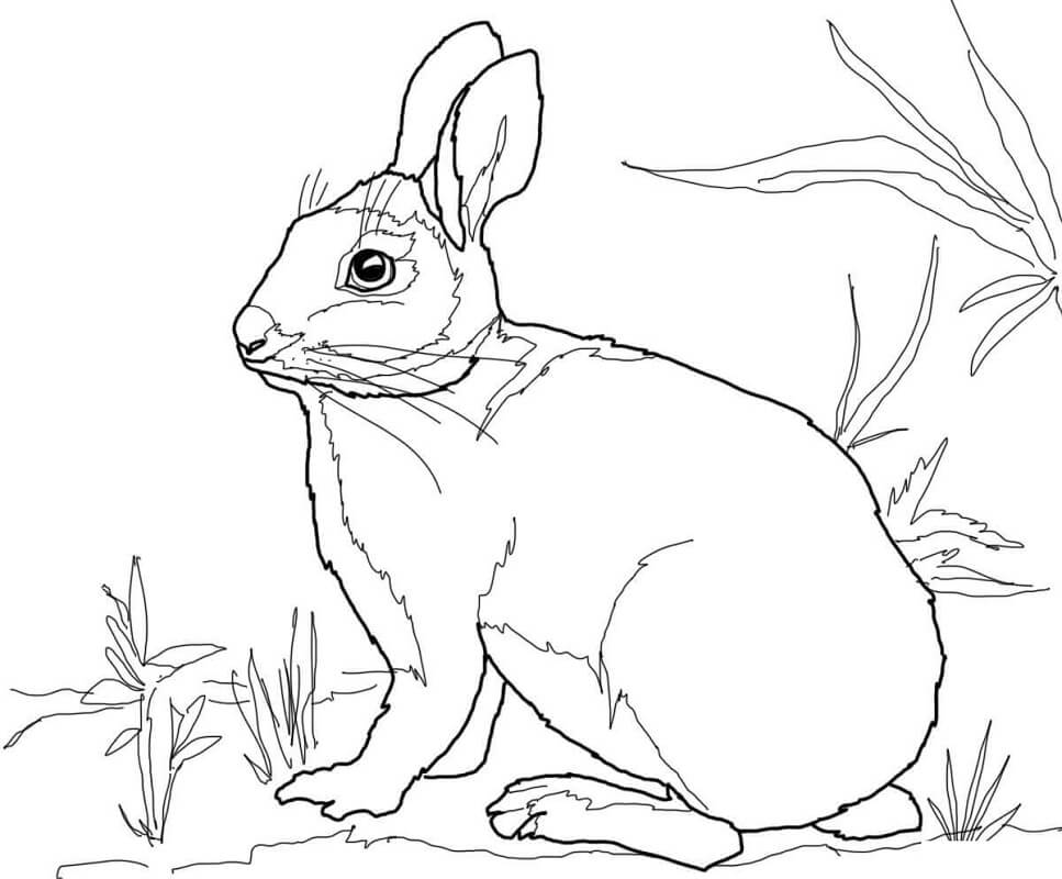 Hướng dẫn vẽ và tô màu con thỏ | Draw rabbit (step by step) | Drawing  Tutorials - YouTube