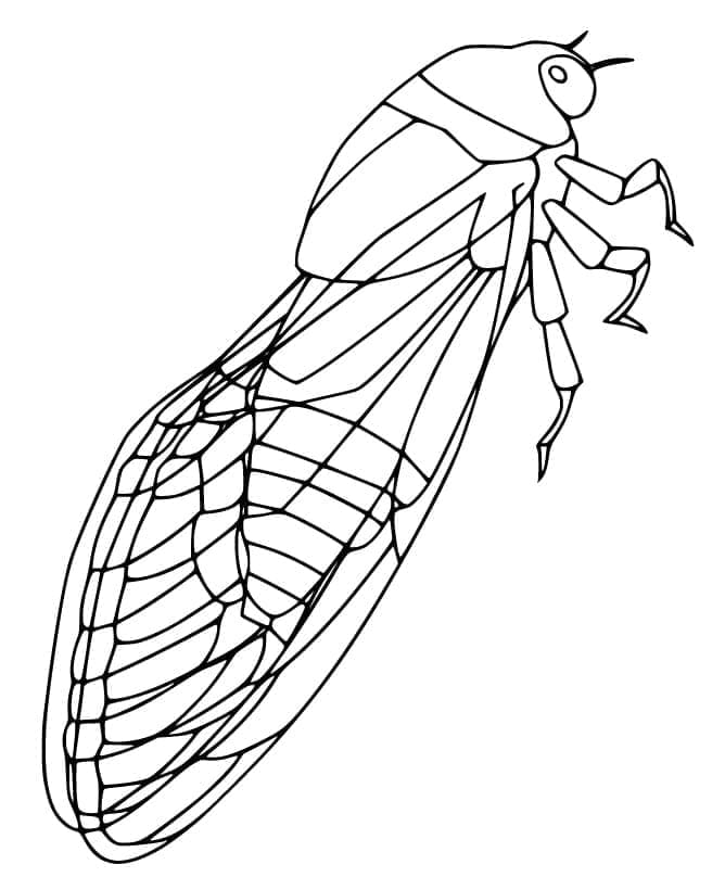 Tô màu Con Ve Sầu (5)