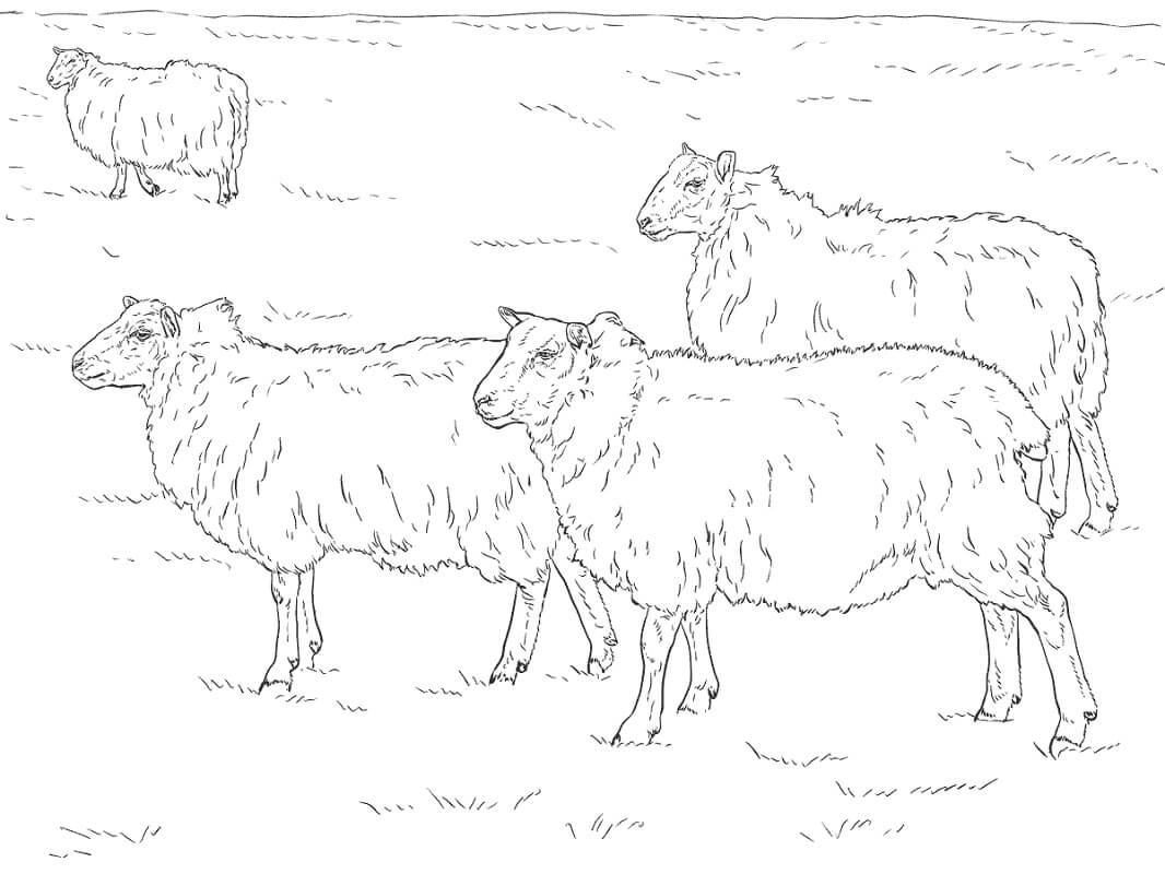 Tô Màu Con Cừu