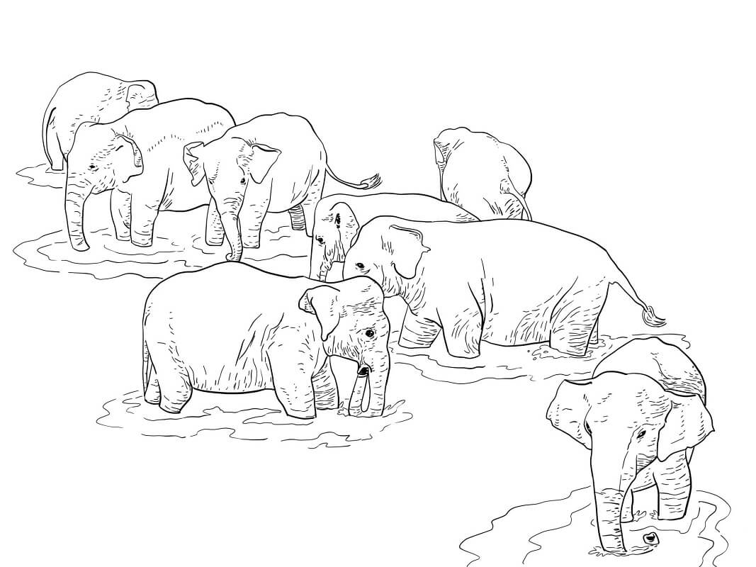 Tranh tô màu con voi đơn giản cho bé 5 tuổi