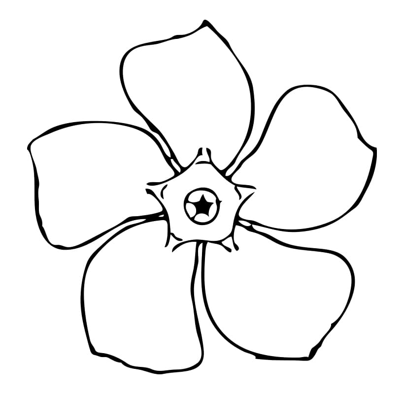 Tô màu Hình Vẽ Bông Hoa 5 Cánh