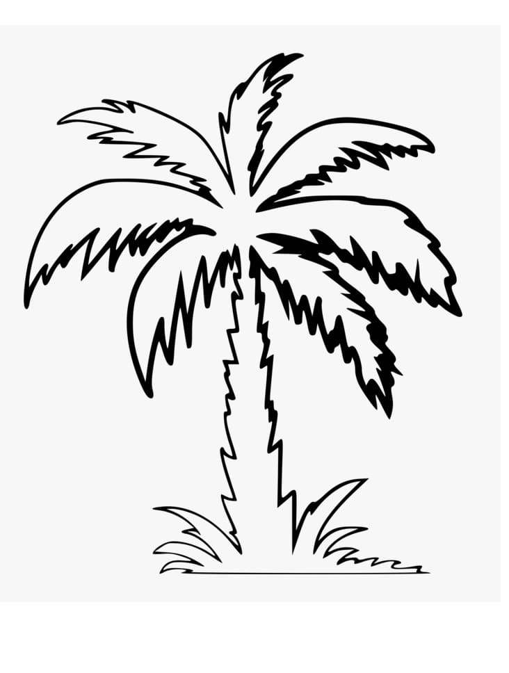 CLIP: Cận cảnh cây dừa độc lạ ở Cà Mau