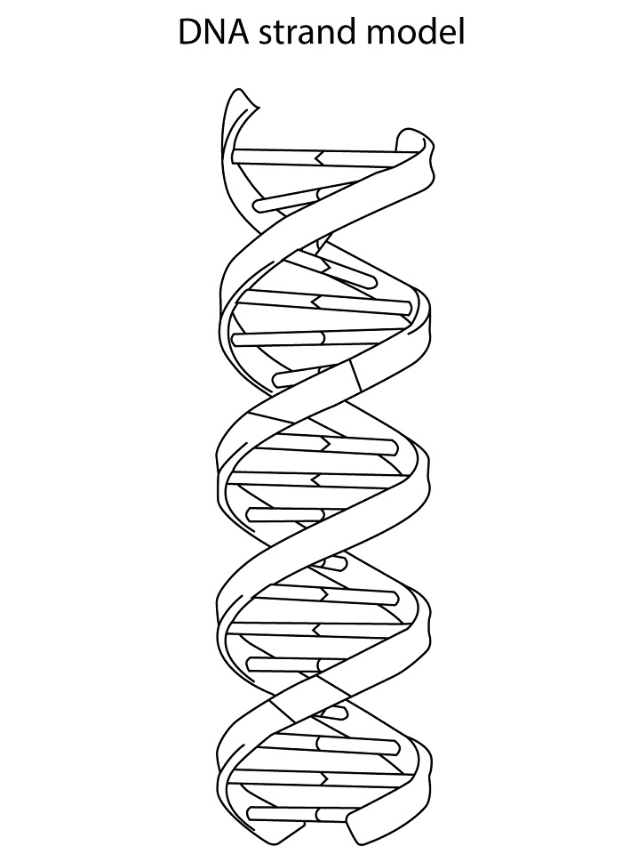 Tô màu mô hình chuỗi dna