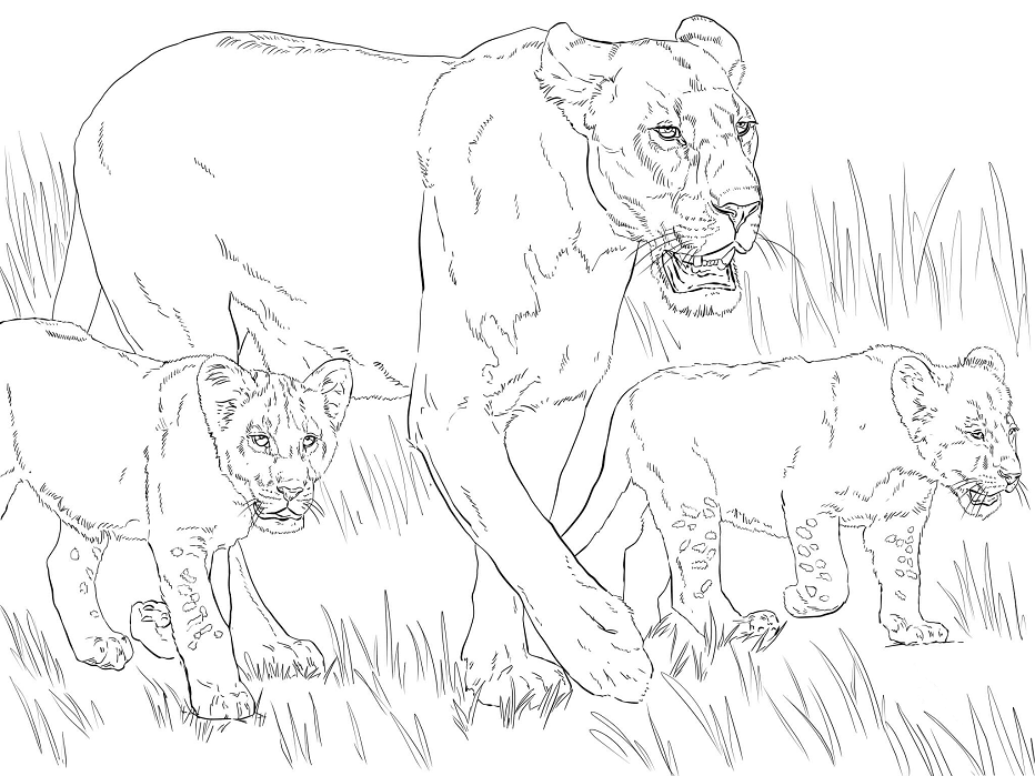 Tô màu sư tử mẹ với 2 đứa con