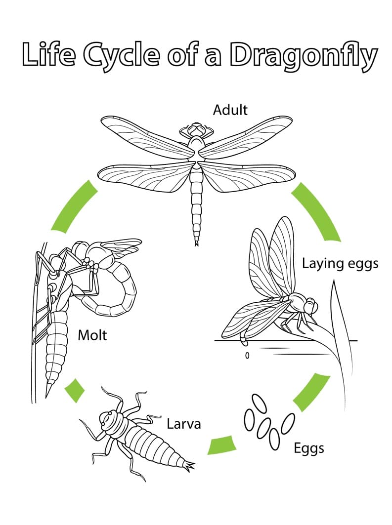 Tô màu Vong Đời Chuồn Chuồn