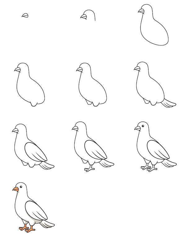 Học vẽ con chim bồ câu
