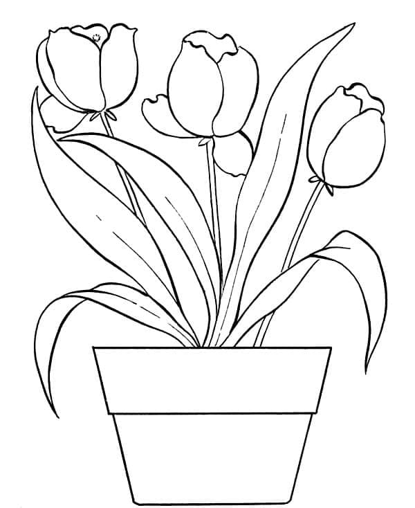 Cách vẽ hoa tulip ấn tượng nhất, mẫu tranh hoa tulip đẹp dễ vẽ