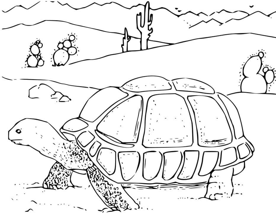 Tô màu Con Rùa Trên Sa Mạc
