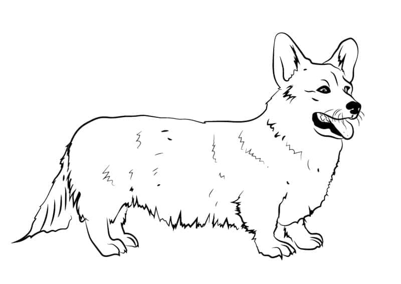 Tô màu Chó Corgi Đẹp